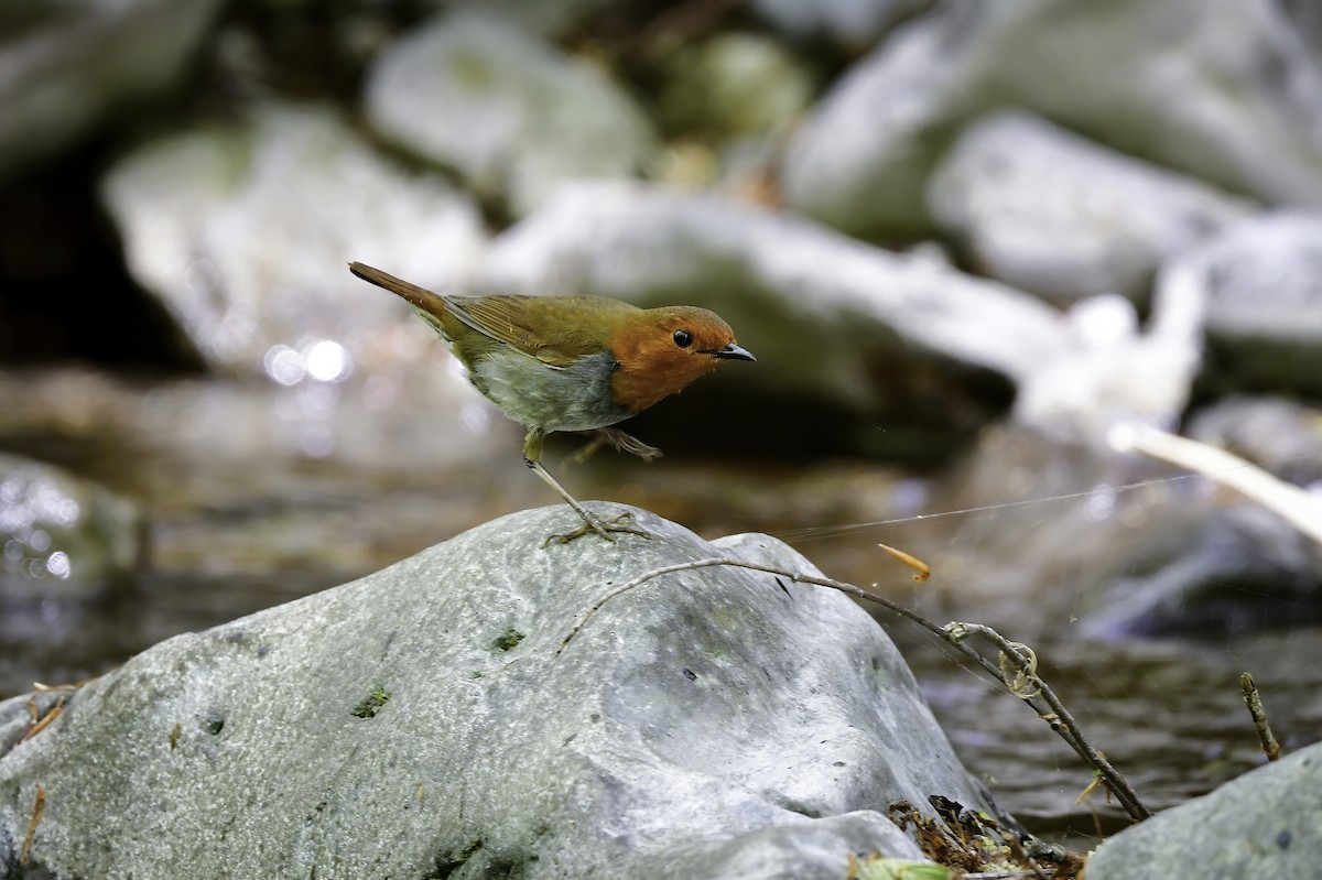 Japanese Robin - ML337291321