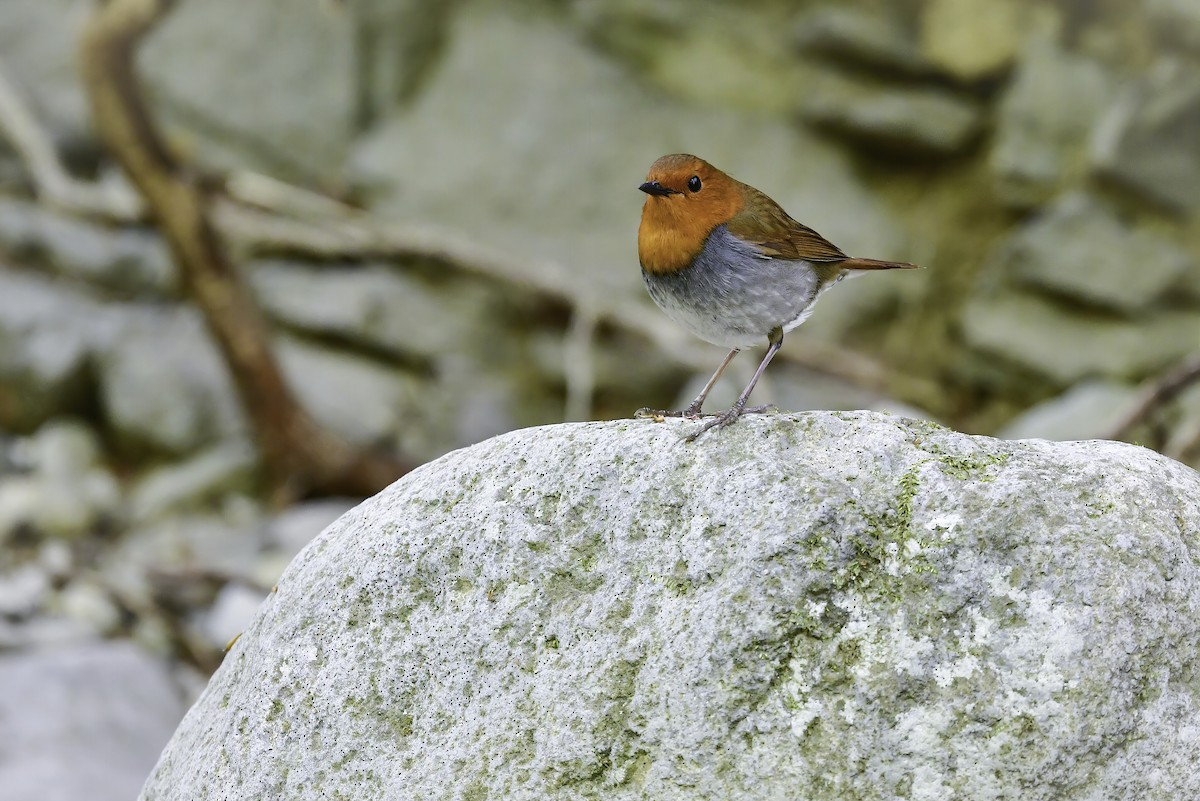 Japanese Robin - Koji  Tagi