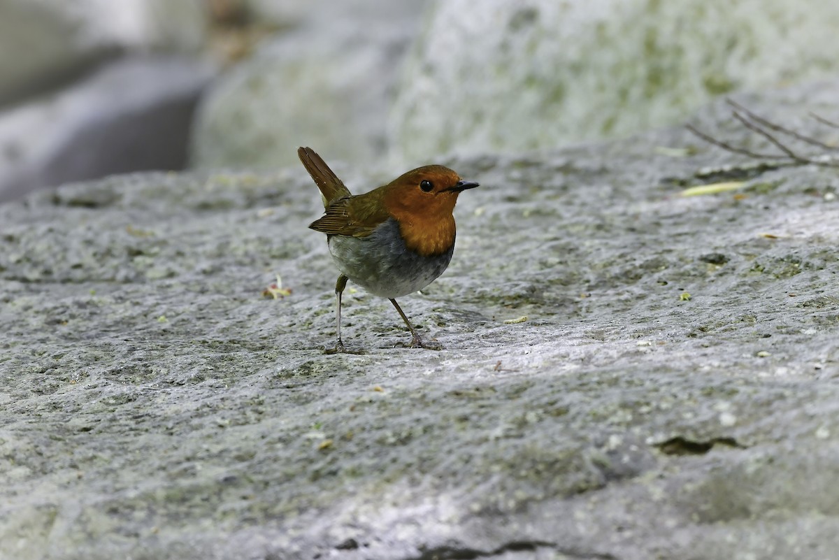 Japanese Robin - ML337291351