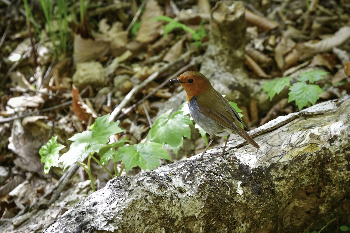 Japanese Robin - ML337291371