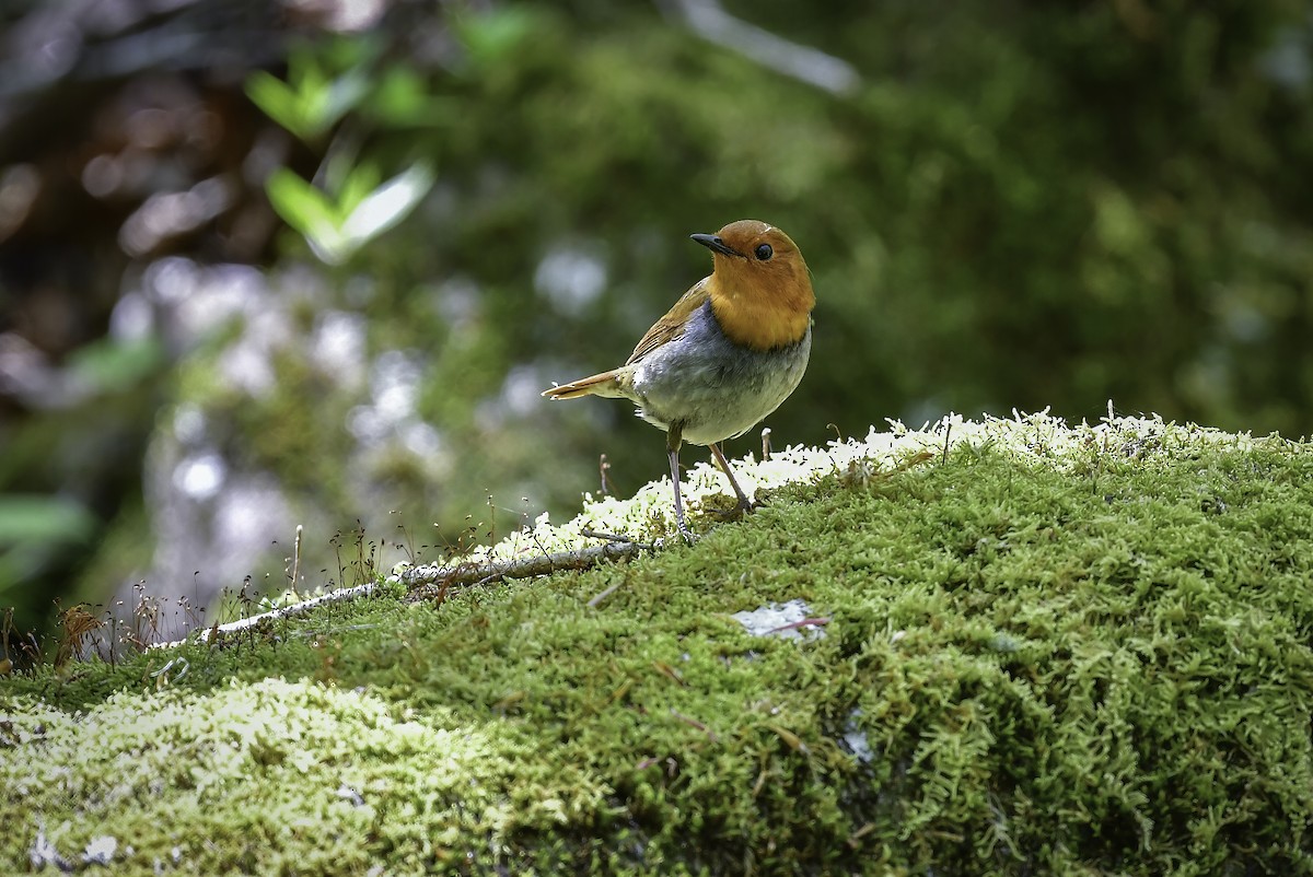 Japanese Robin - Koji  Tagi