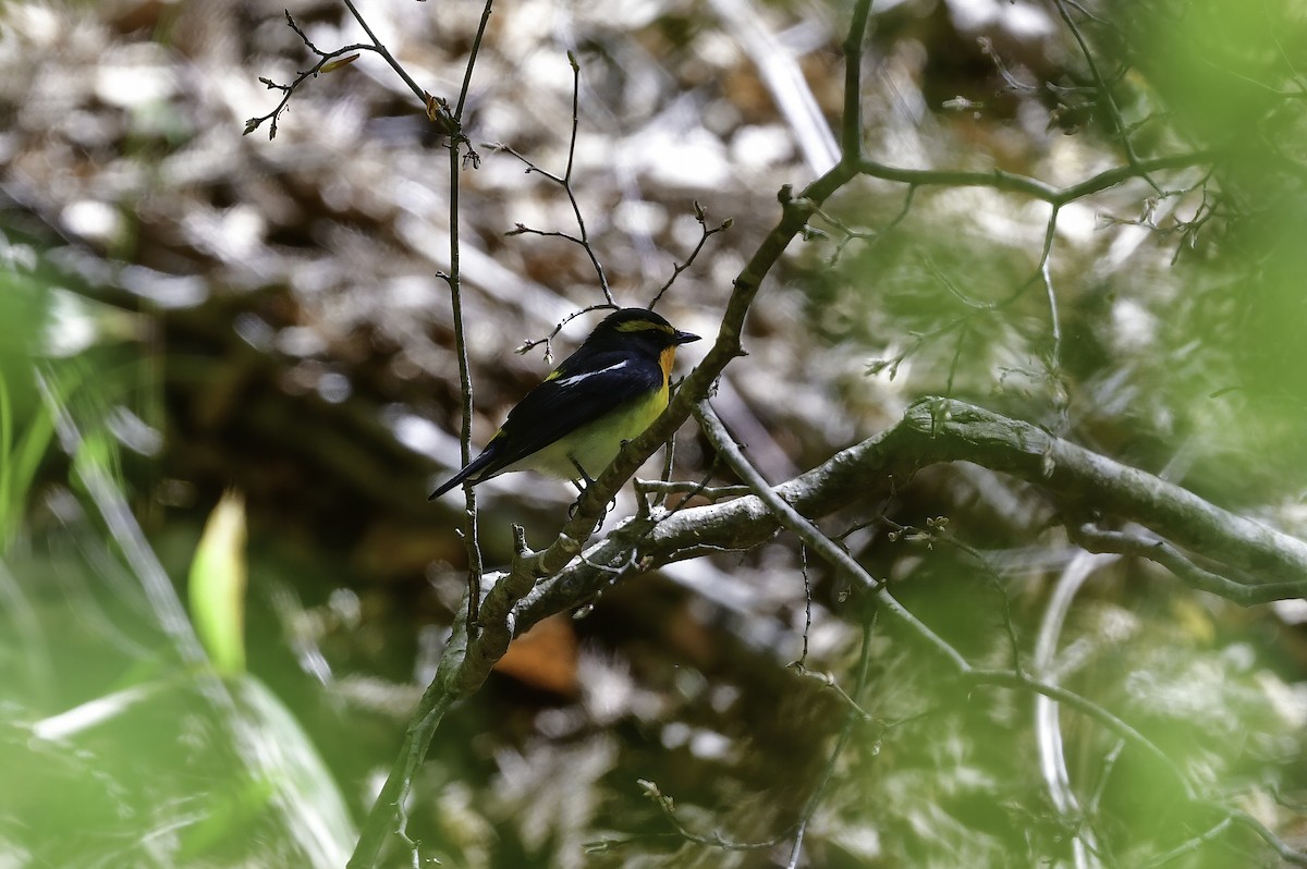 Narcissus Flycatcher - ML337291451