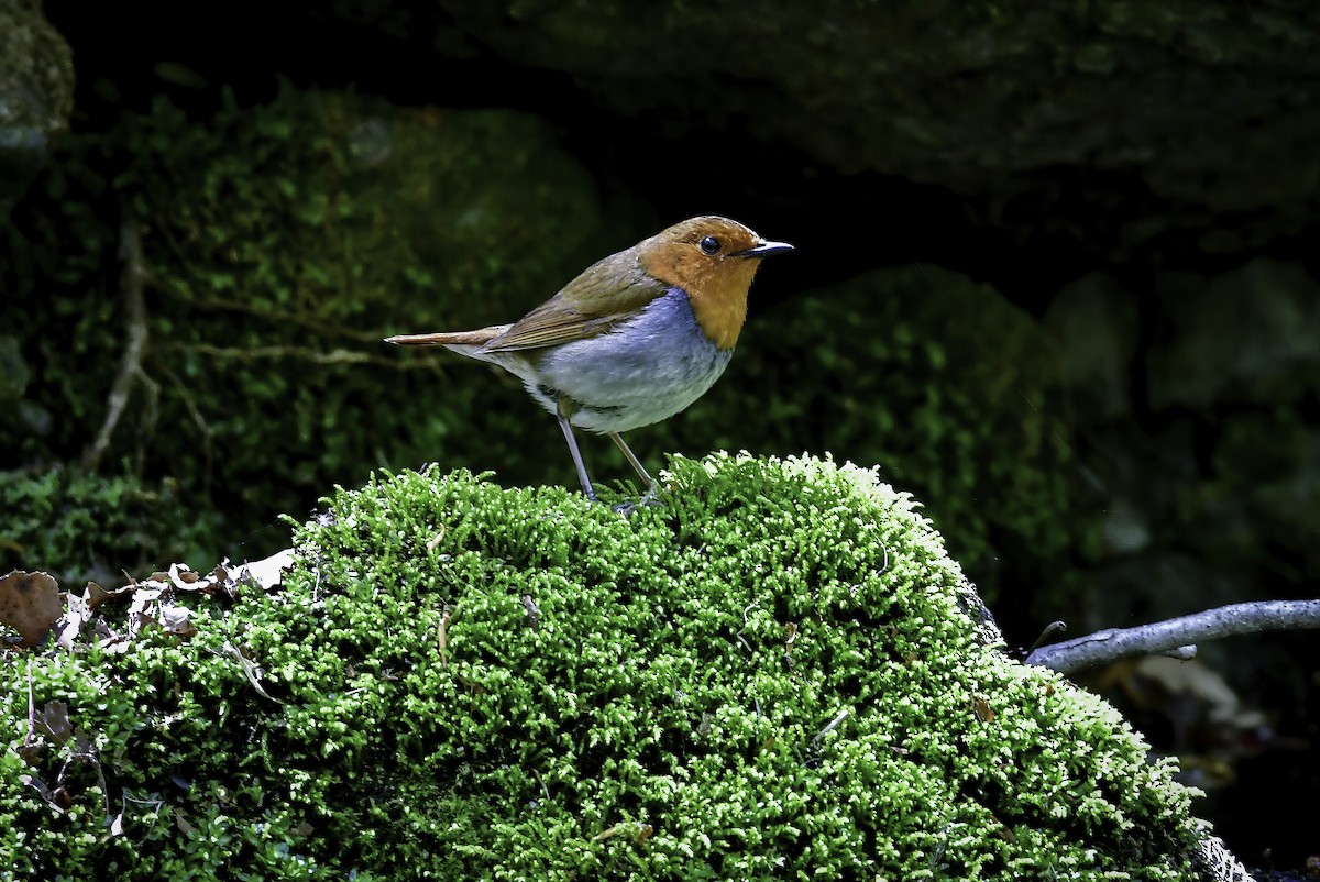 Japanese Robin - ML337291461