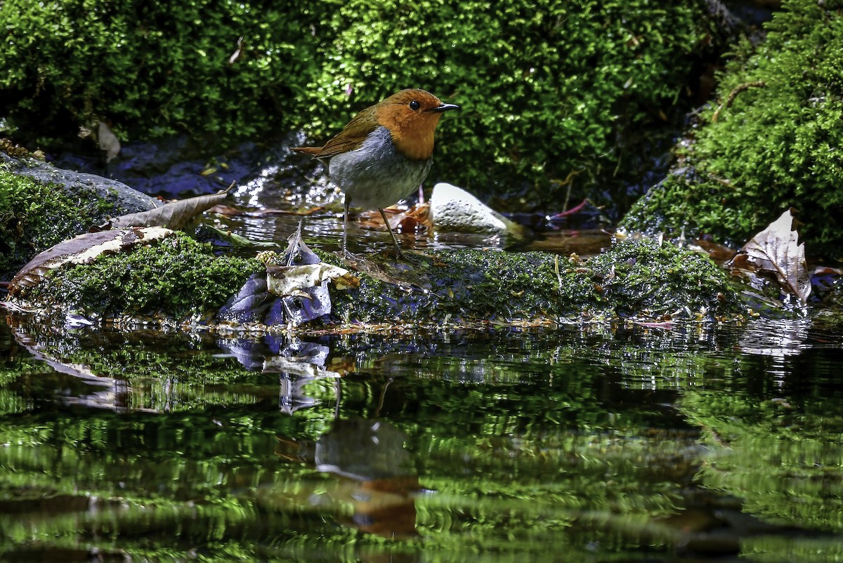 Japanese Robin - ML337291471