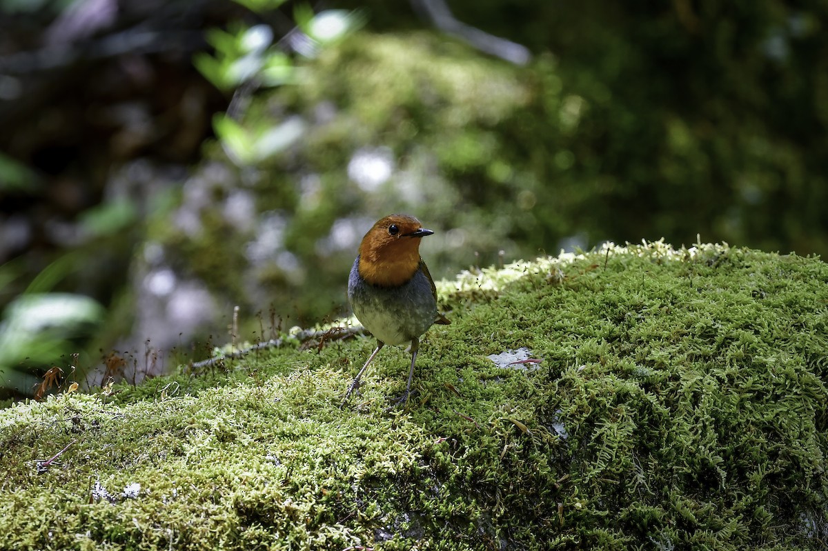 Japanese Robin - ML337291481