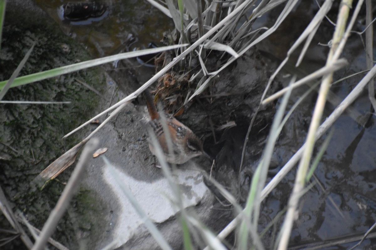 Marsh Wren - ML337292821