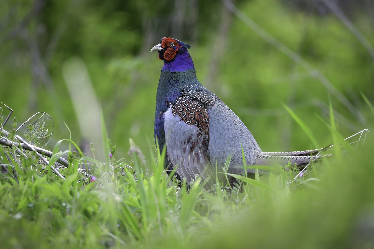 Green Pheasant - Koji Tagi