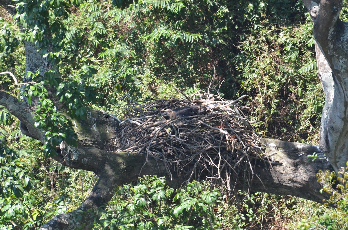 Crowned Eagle - Shane Sumasgutner