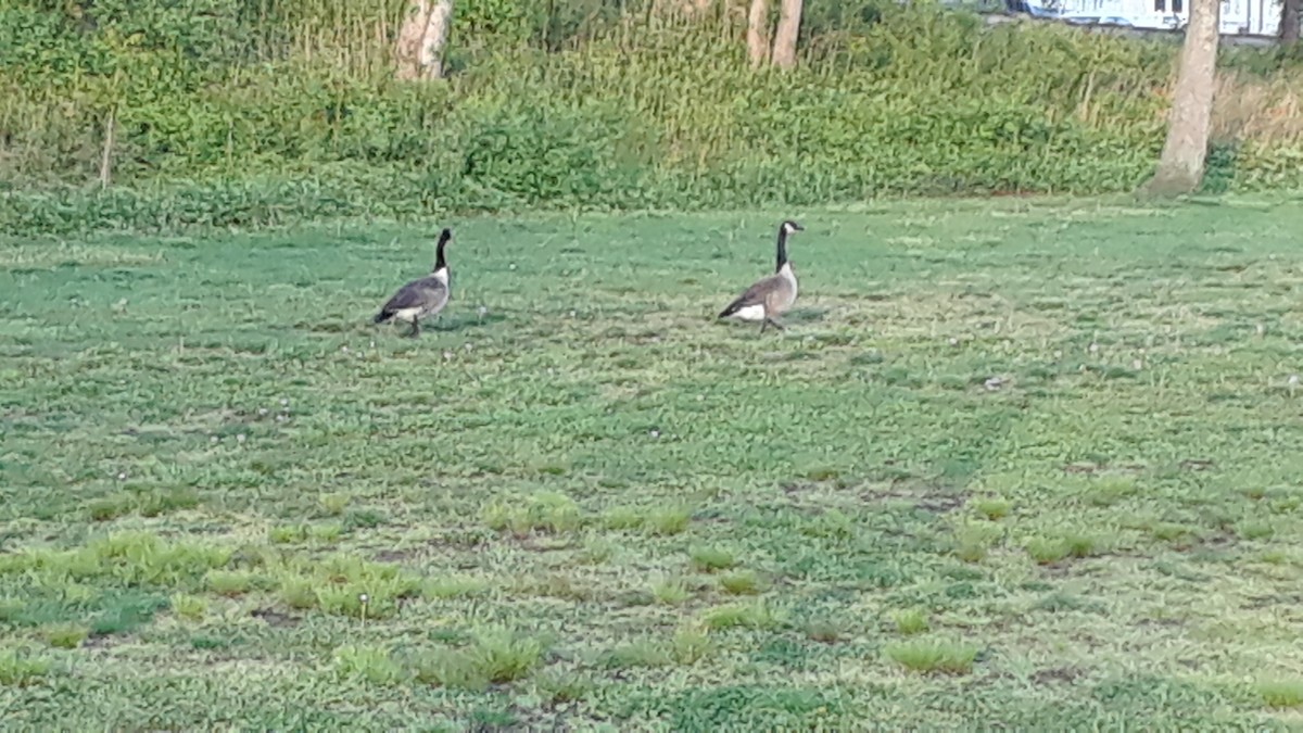 berneška velká - ML337296571