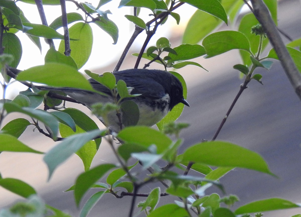 Black-throated Blue Warbler - Eileen B