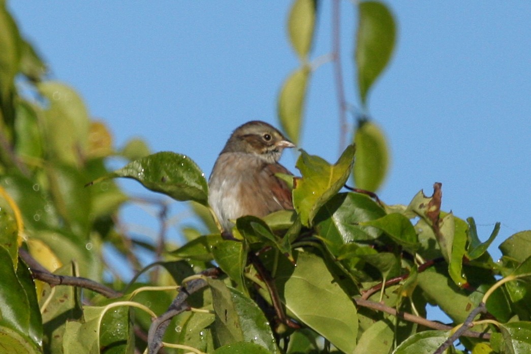 Swamp Sparrow - ML337298791