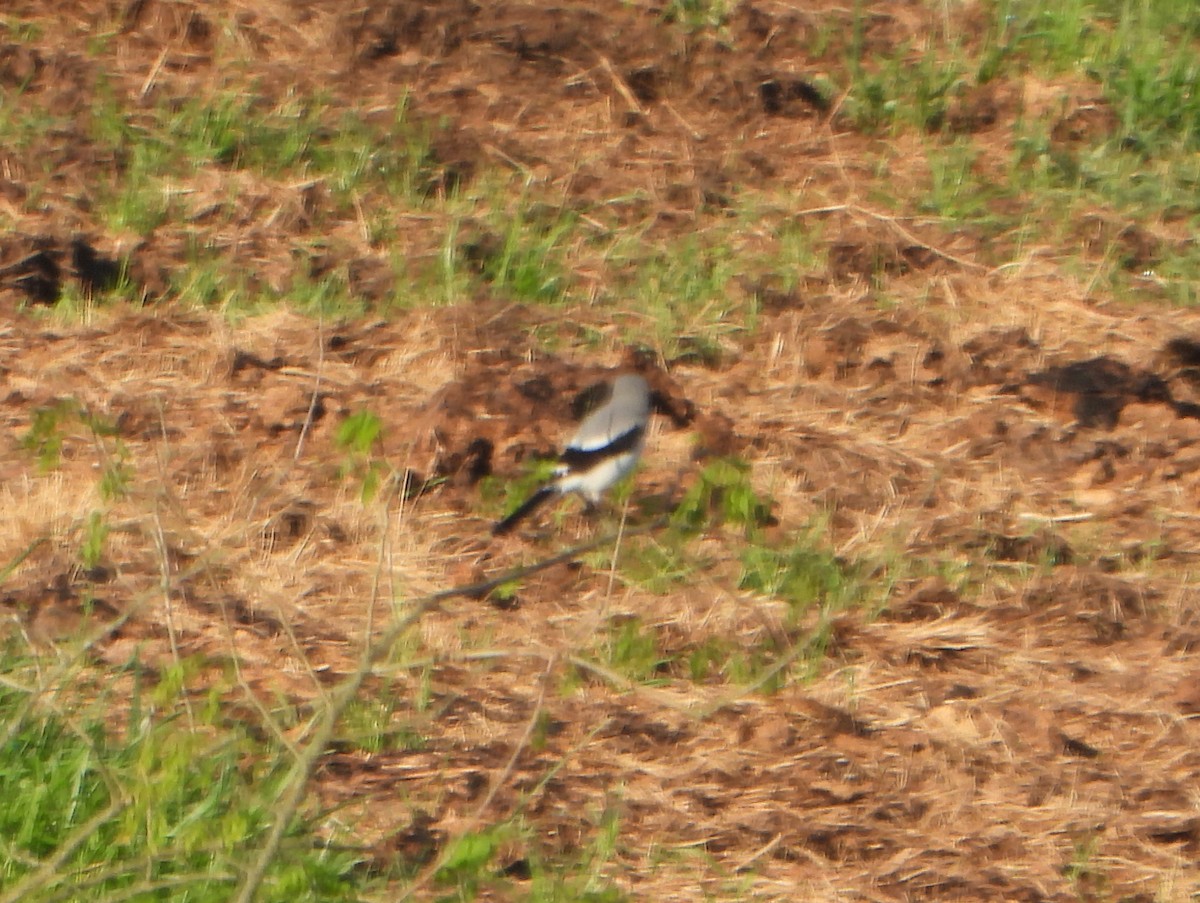 Loggerhead Shrike - ML337299051