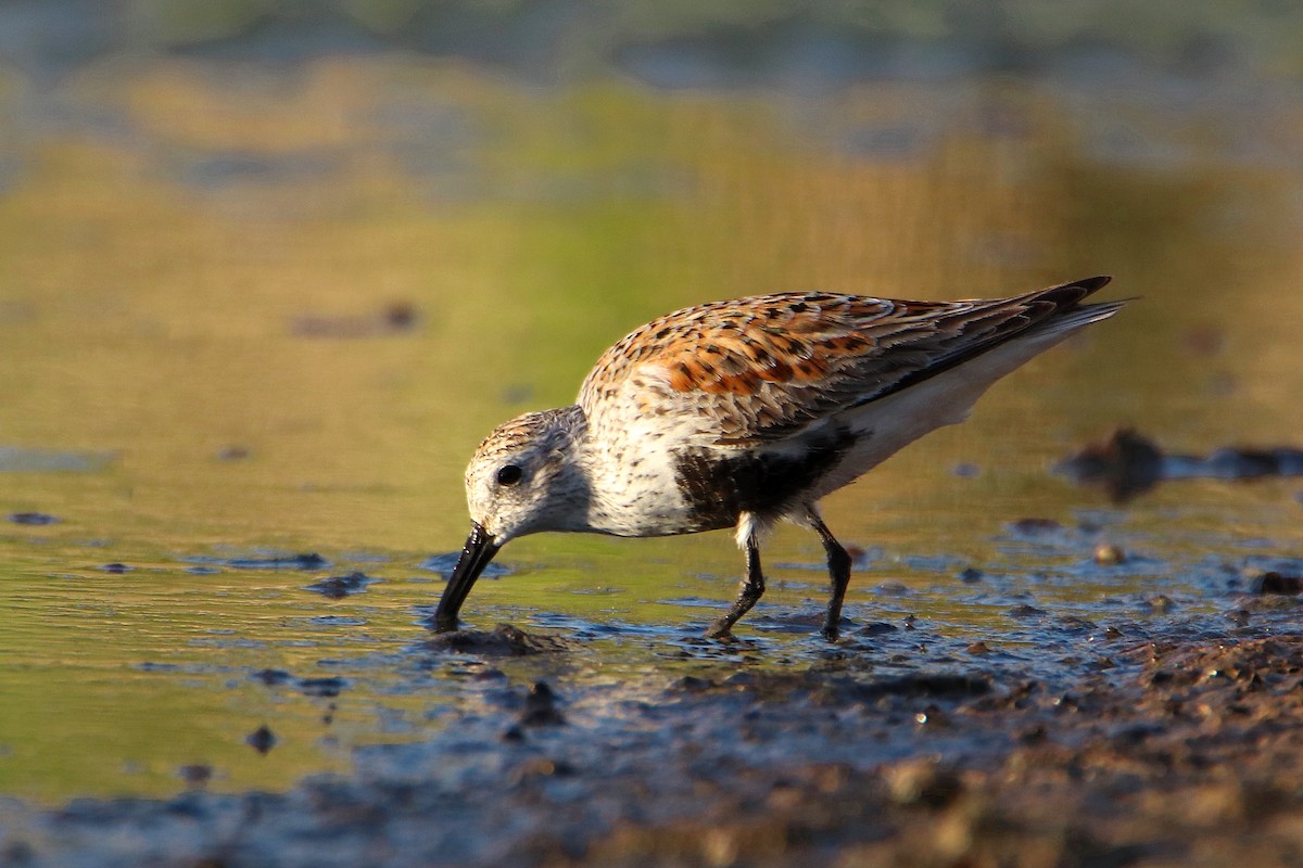 Dunlin - Melvern Martin