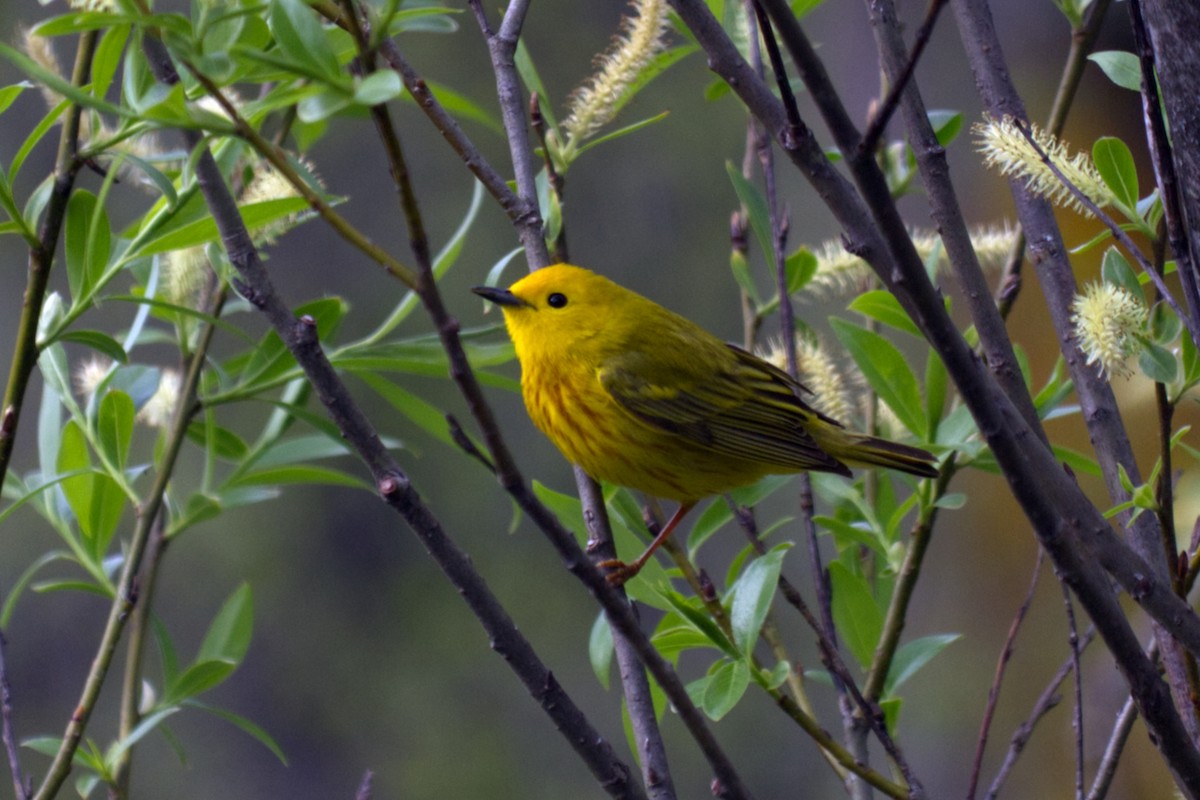 Yellow Warbler (Northern) - ML337305531