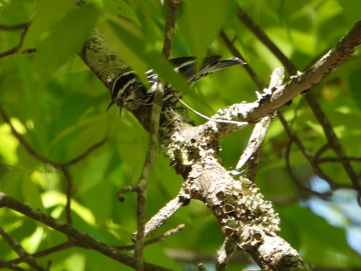 Black-and-white Warbler - ML337305621