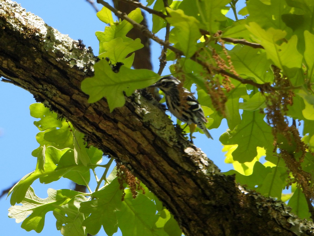 Black-and-white Warbler - ML337305641