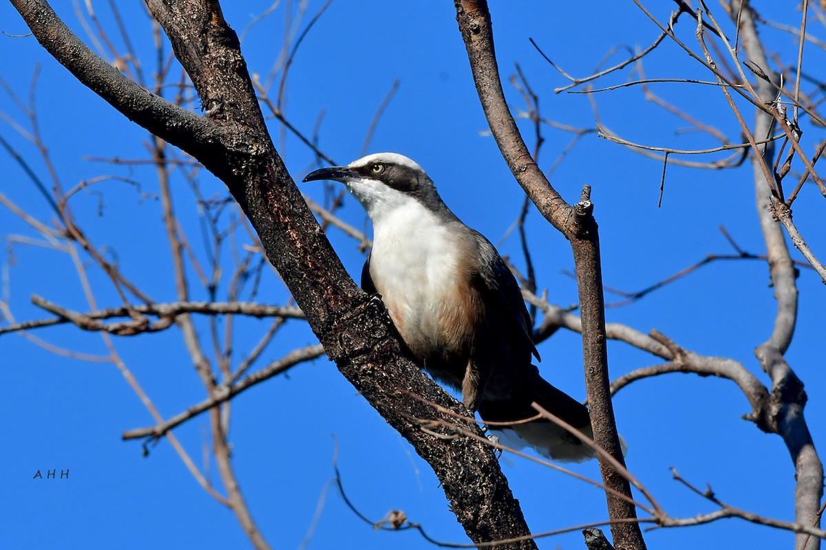 Gray-crowned Babbler - A H H .