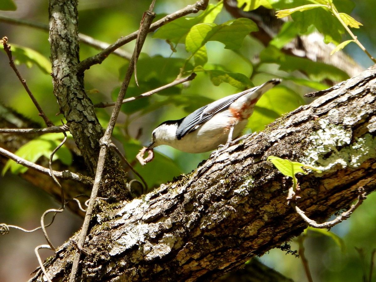 ムナジロゴジュウカラ（carolinensis） - ML337305891