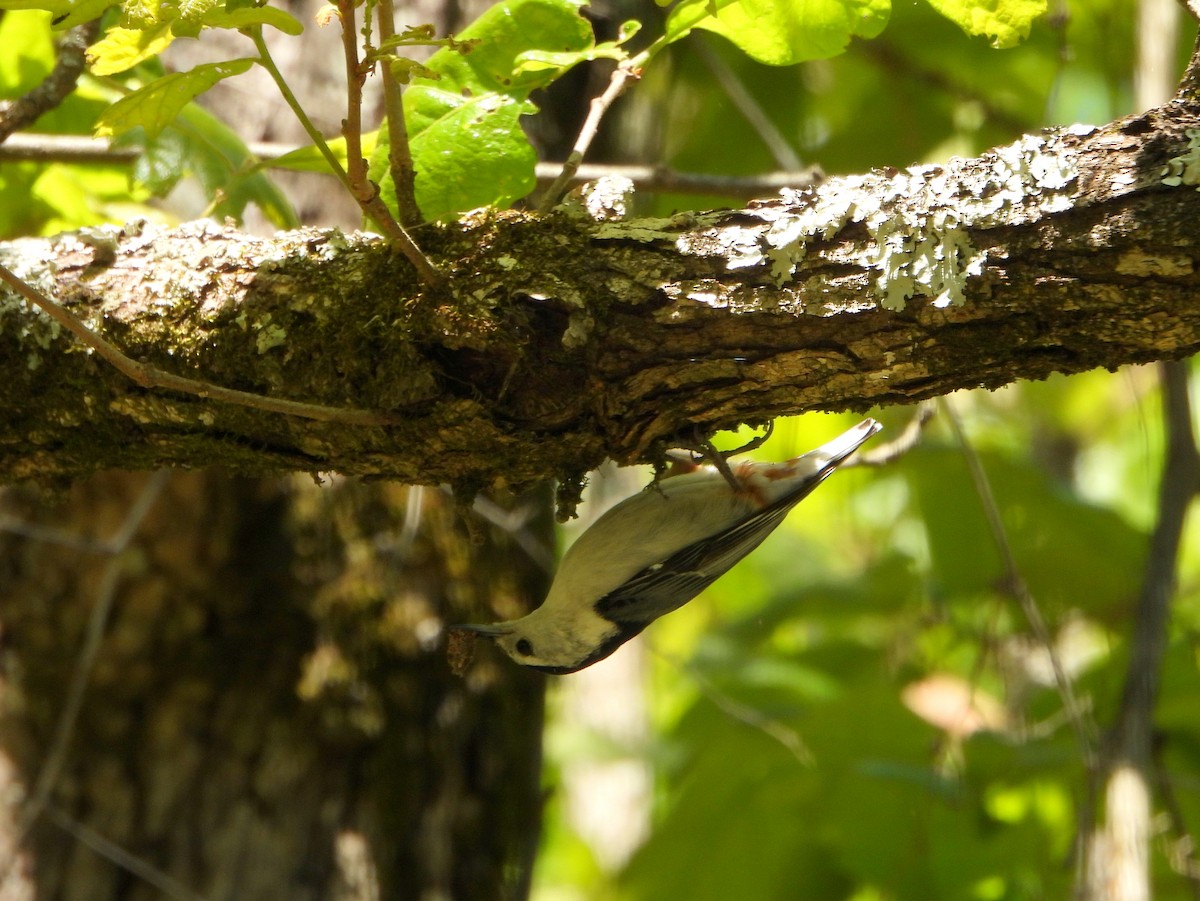 White-breasted Nuthatch (Eastern) - ML337305911