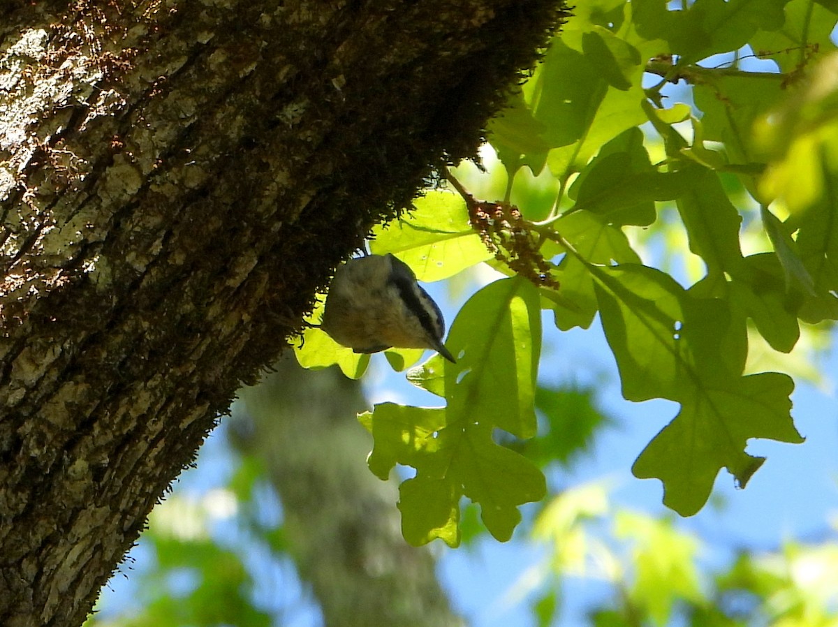 Red-breasted Nuthatch - ML337305921