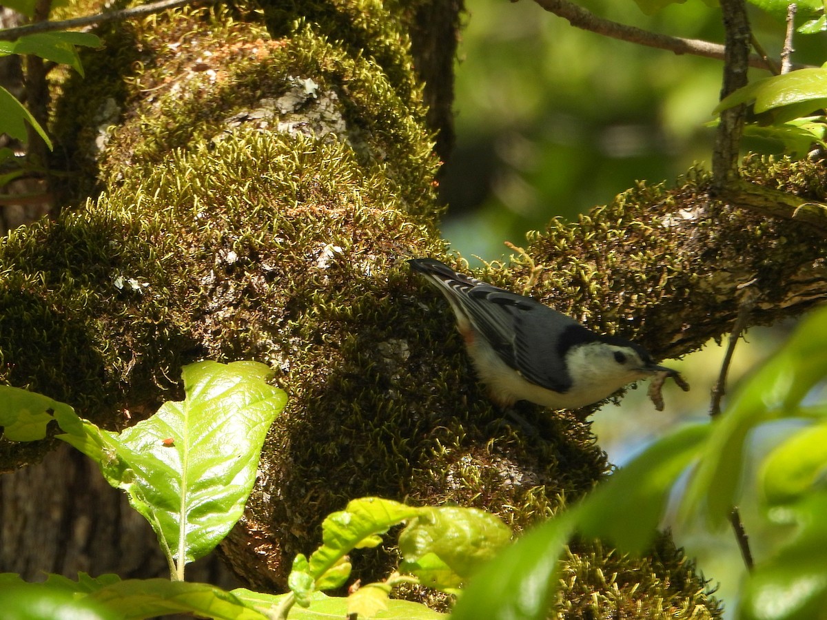 White-breasted Nuthatch (Eastern) - ML337305931
