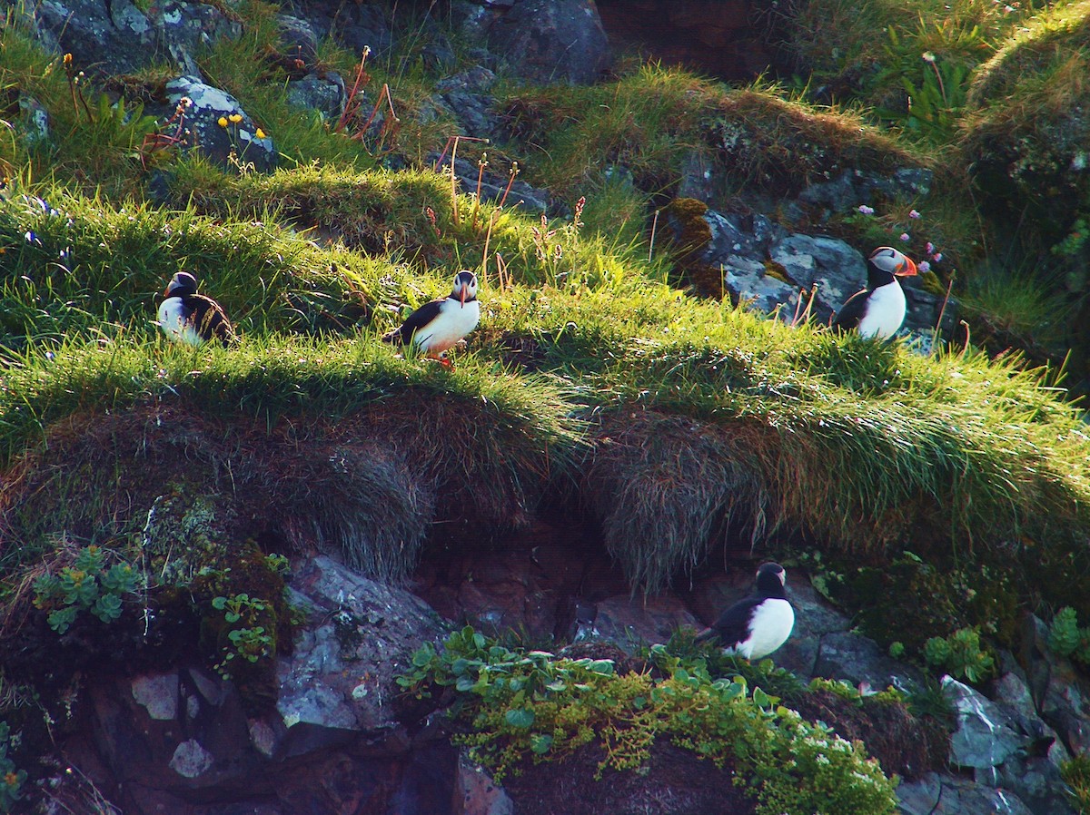 Atlantic Puffin - ML337306101