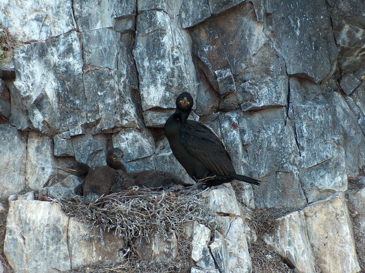 European Shag - ML337306431
