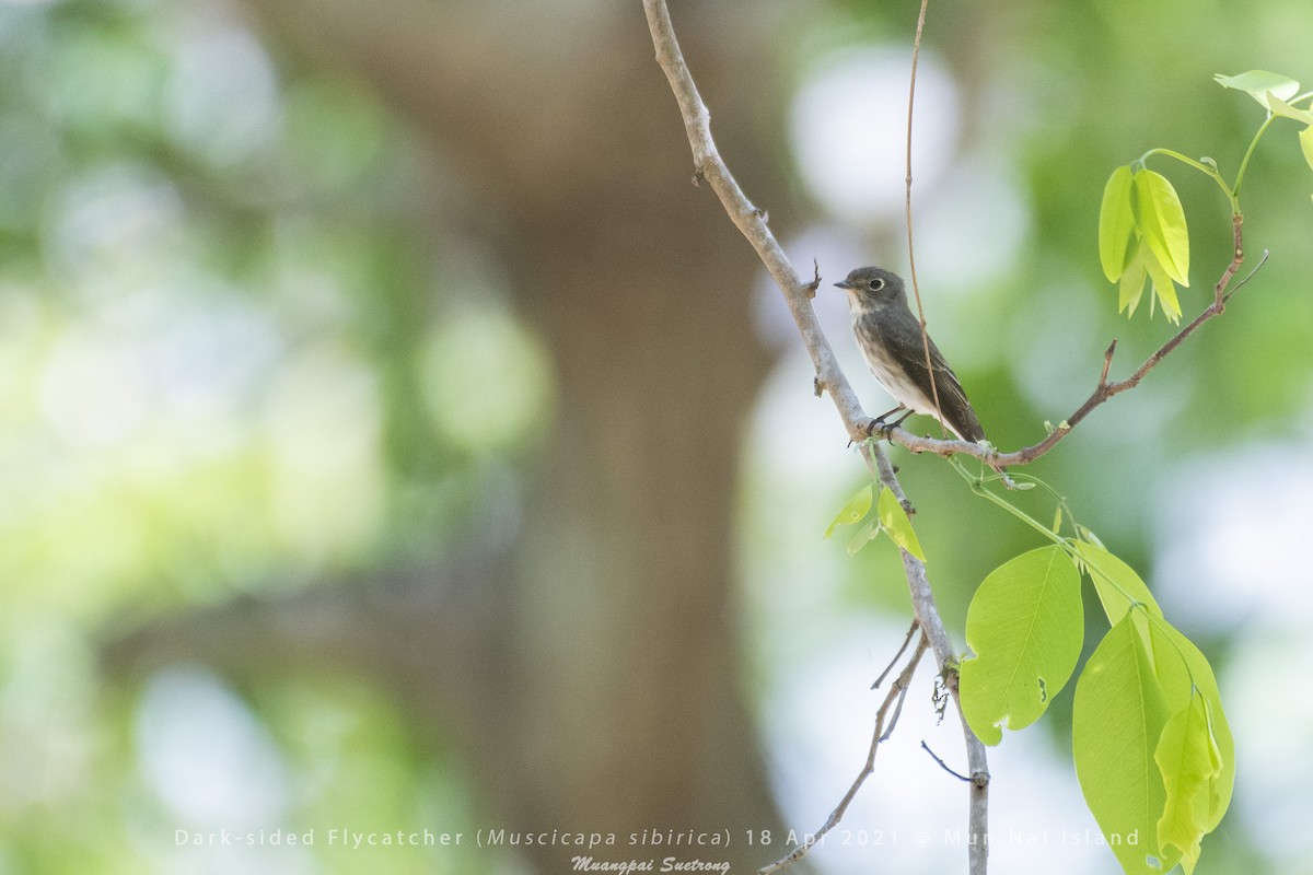 Dark-sided Flycatcher - ML337308451