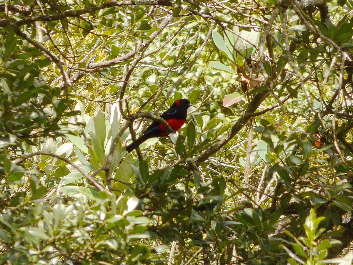 Scarlet-bellied Mountain Tanager - ML33731061
