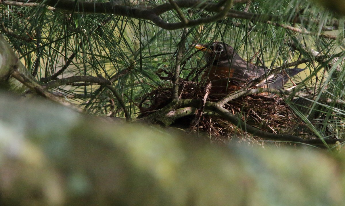 American Robin - ML337311241