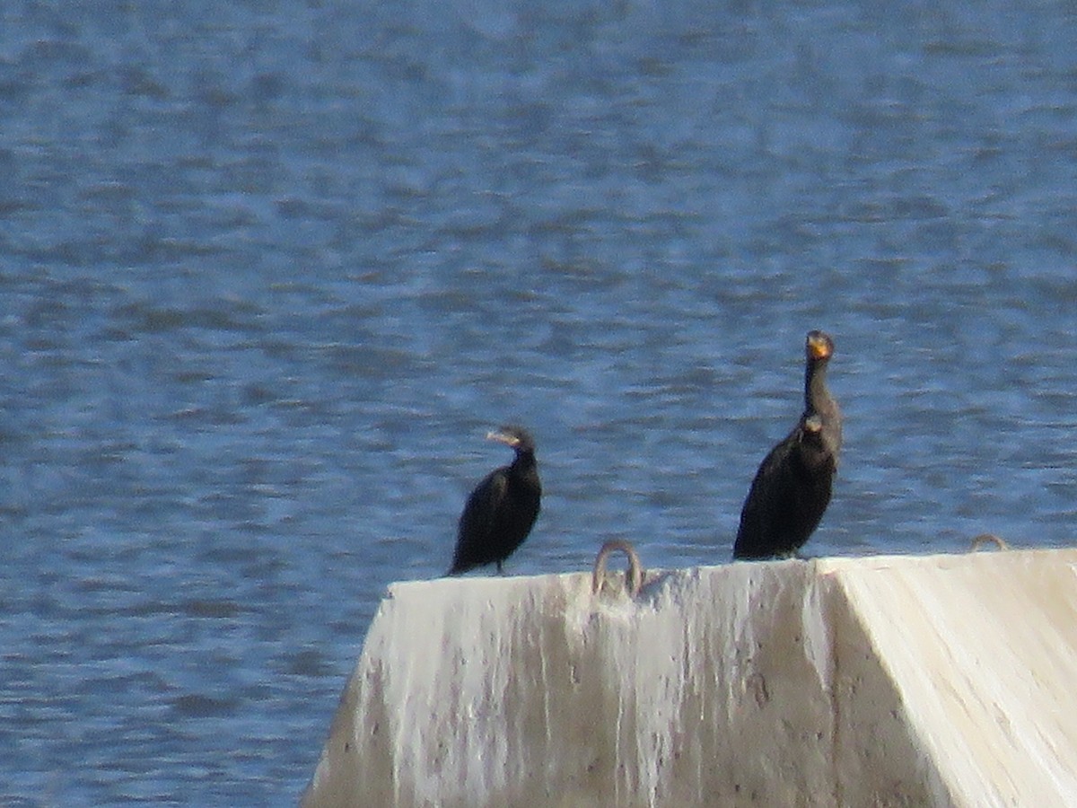 Neotropic Cormorant - ML33731201