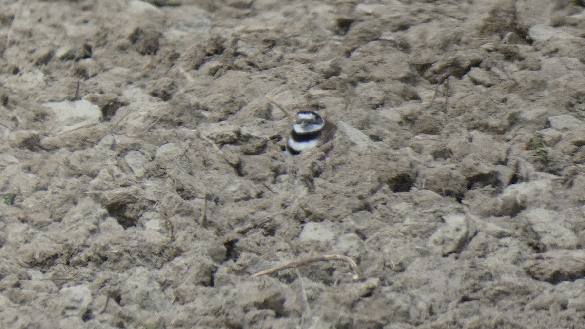 Killdeer - ML337313271