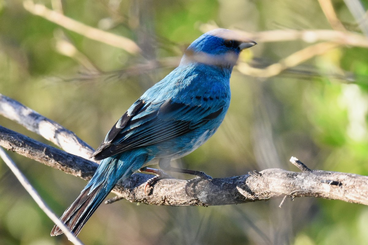 Lazuli x Indigo Bunting (hybrid) - ML337313771