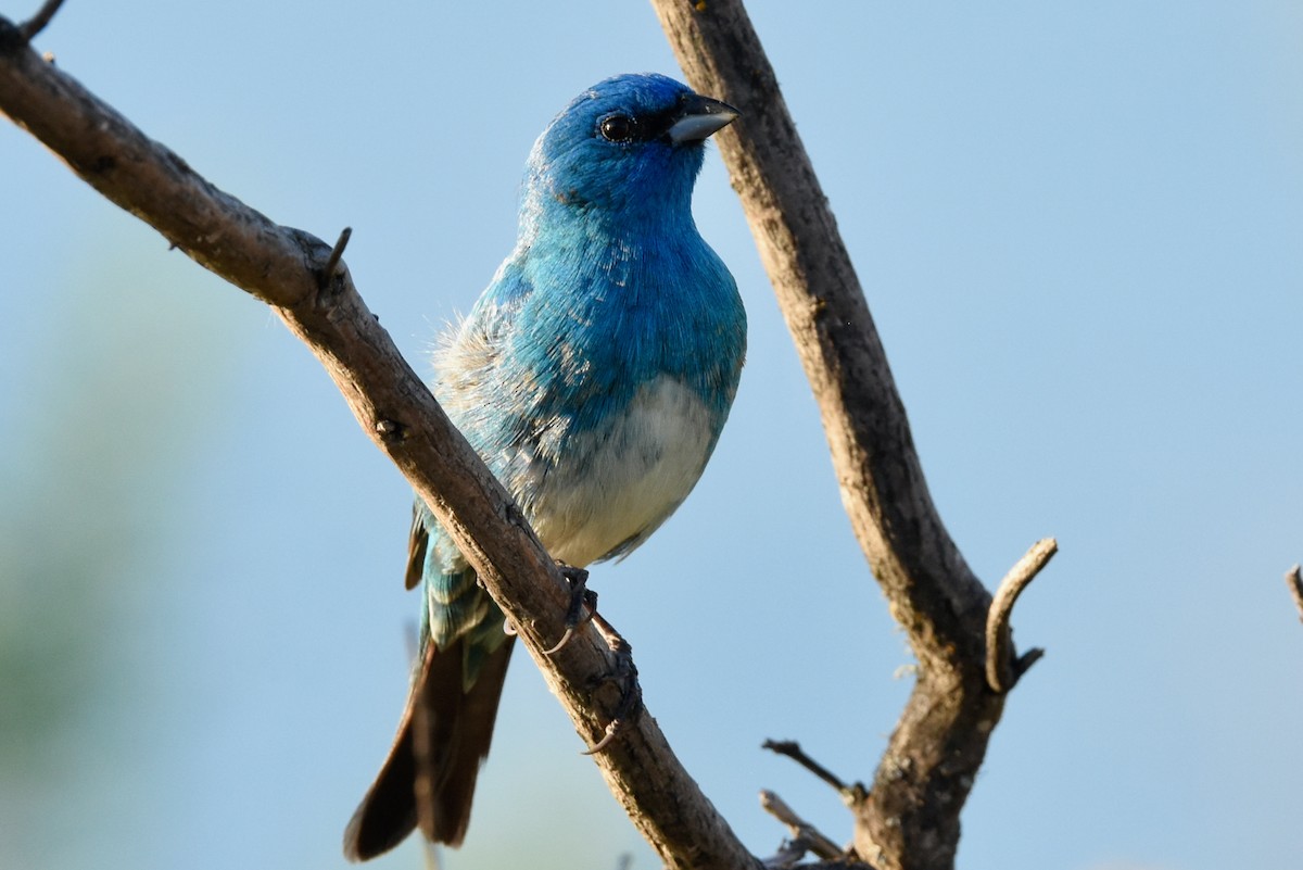 Lazuli x Indigo Bunting (hybrid) - ML337313901