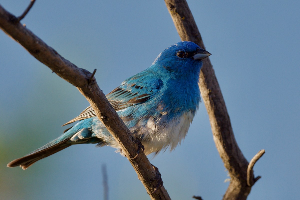 Lazuli x Indigo Bunting (hybrid) - ML337313911