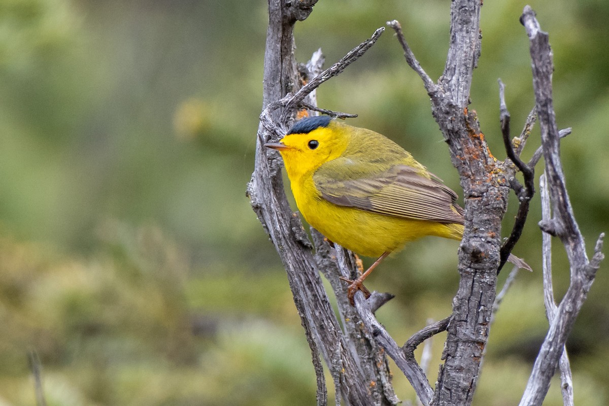 Wilson's Warbler - Adam Perrier