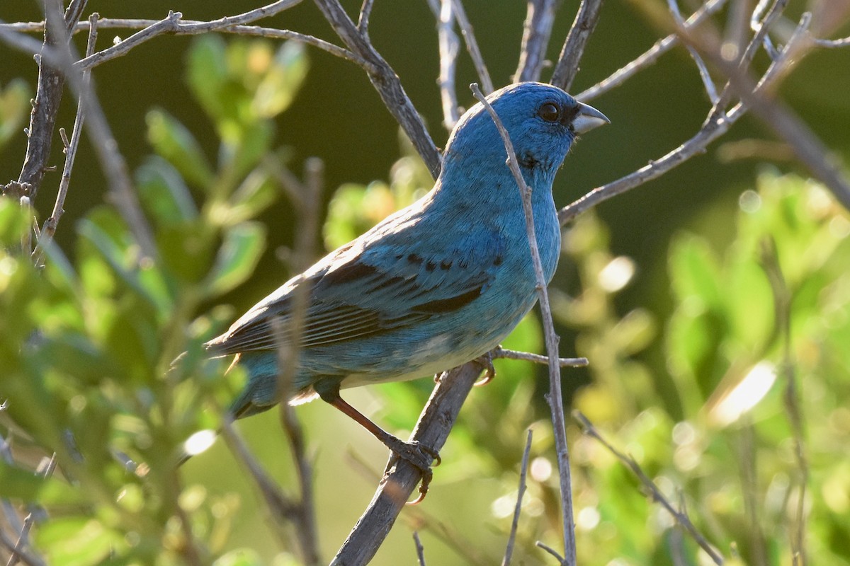 Lazuli x Indigo Bunting (hybrid) - ML337314551