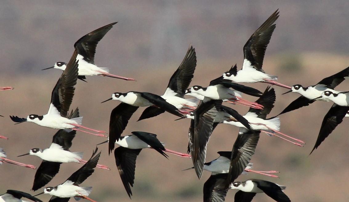 Black-necked Stilt - John West