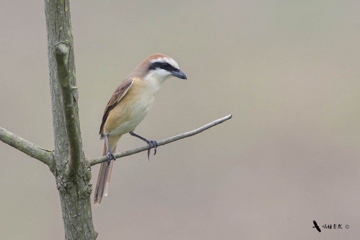 Brown Shrike (Japanese) - 浙江 重要鸟讯汇整