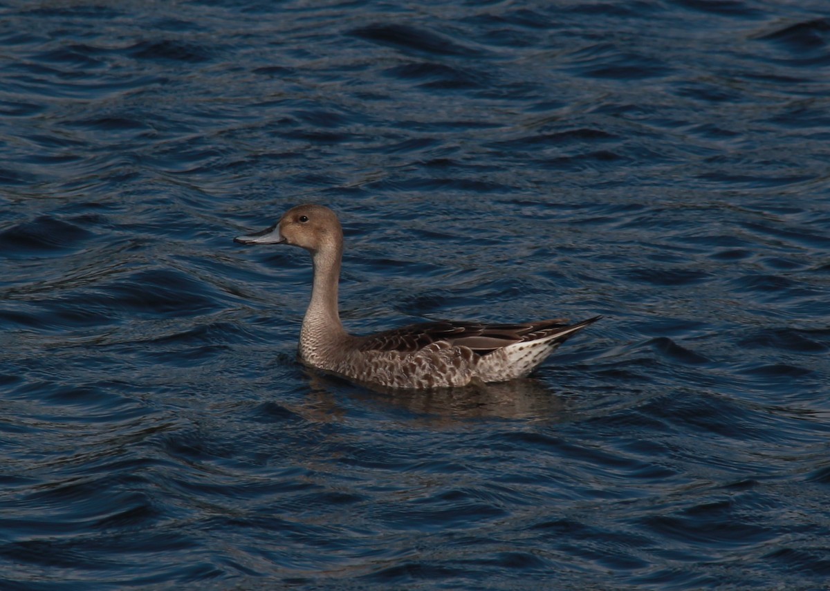 Northern Pintail - ML33731991