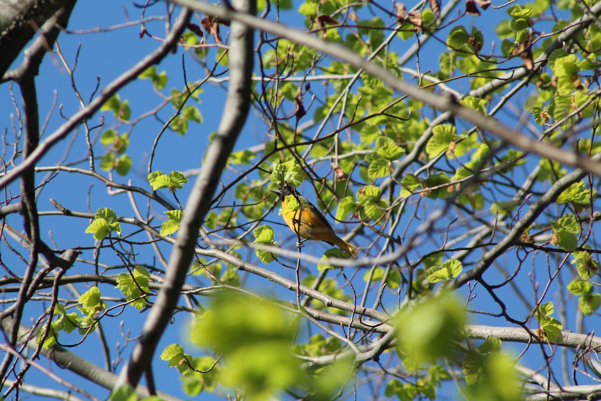 Baltimore Oriole - ML337320081