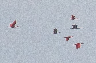 ibis rudý - ML337320611
