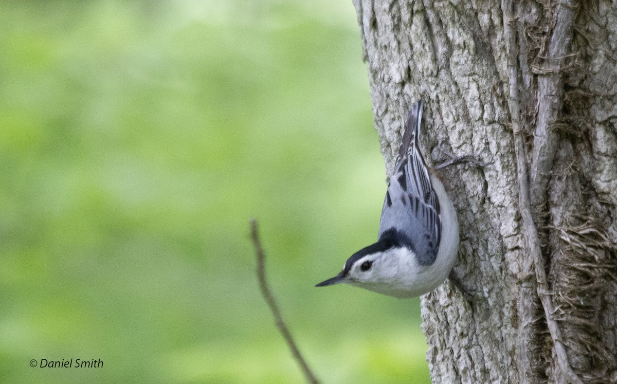 White-breasted Nuthatch - ML337320901