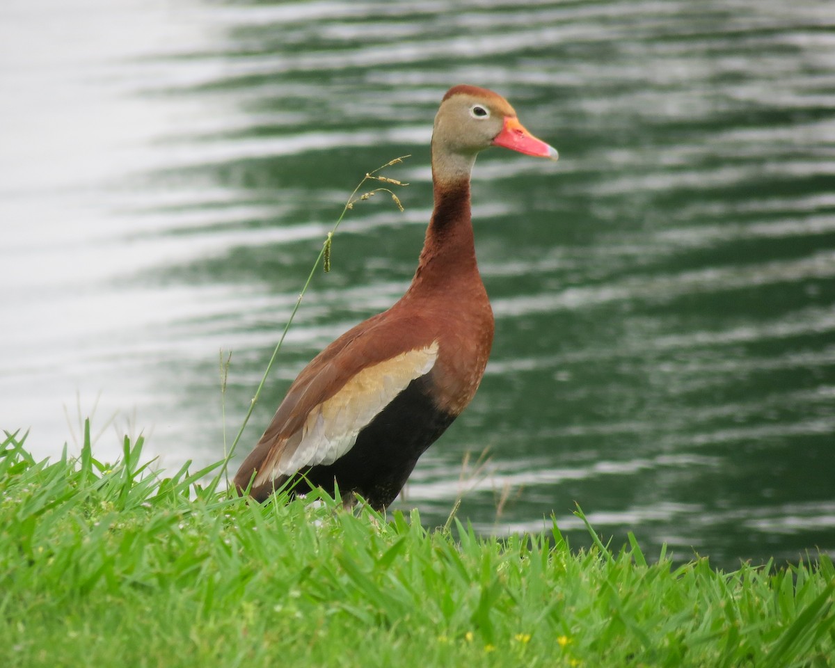 Black-bellied Whistling-Duck - ML337322101