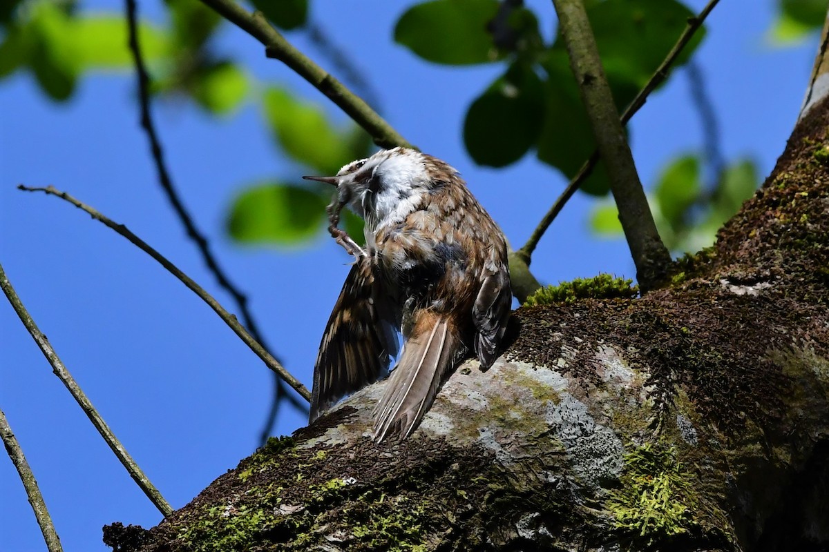 Eurasian Treecreeper - ML337322181