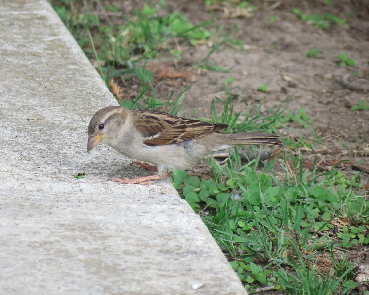 House Sparrow - ML337322221