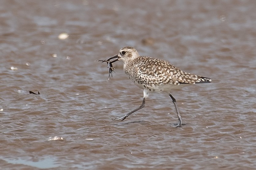 Black-bellied Plover - ML337322901