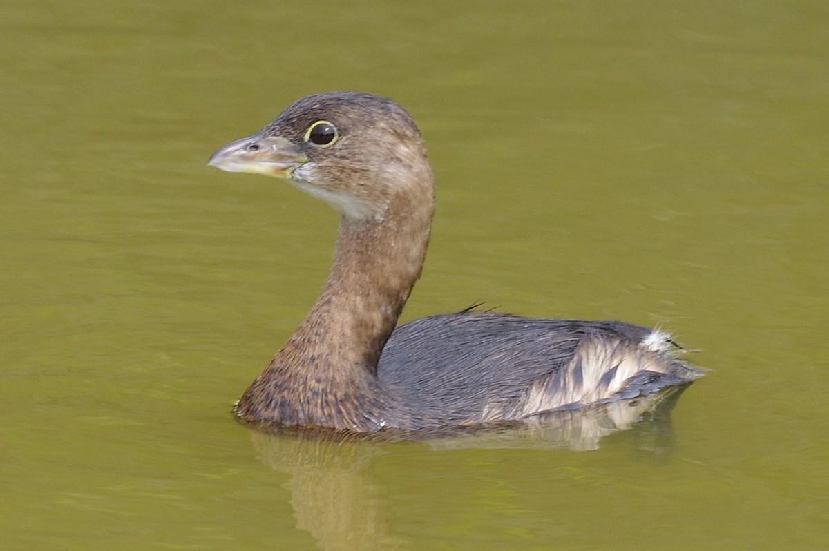 Pied-billed Grebe - Dani Bowers