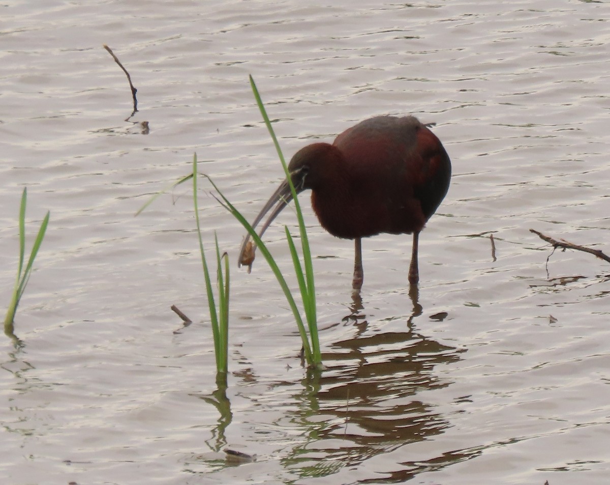 Гялаан билүүс - ML337324041