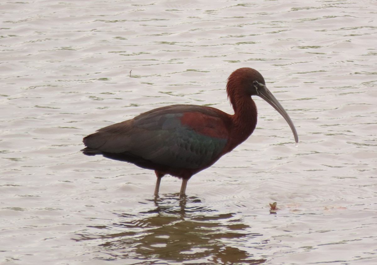 Гялаан билүүс - ML337324051